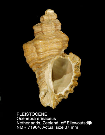 PLEISTOCENE Ocenebra erinaceus.jpg - PLEISTOCENE Ocenebra erinaceus (Linnaeus,1758)